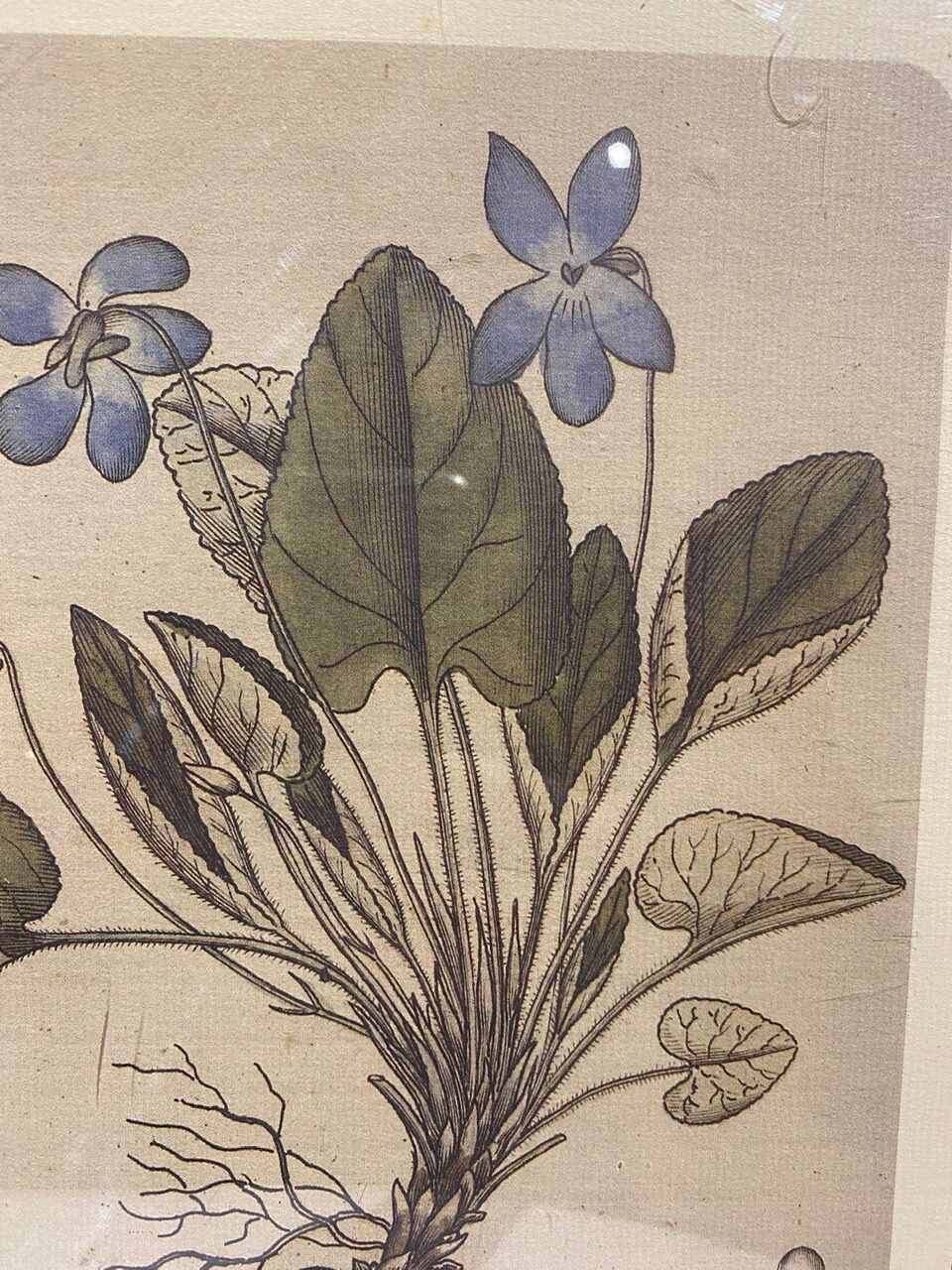 Two framed botanical boards, violets and chrysanthemums