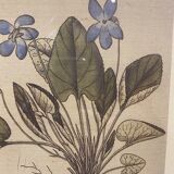 Two framed botanical boards, violets and chrysanthemums