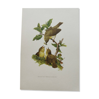 Illustration oiseau Années 60 - Pouillot Fitis - Planche ornithologique vintage