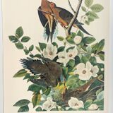 Planche oiseaux de J.J. Audubon - Tourterelle - 🐦 Illustration zoologique et ornithologique
