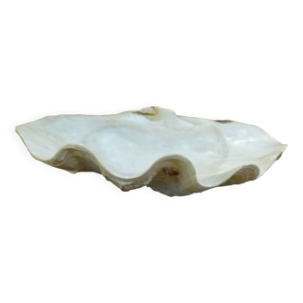 Shell