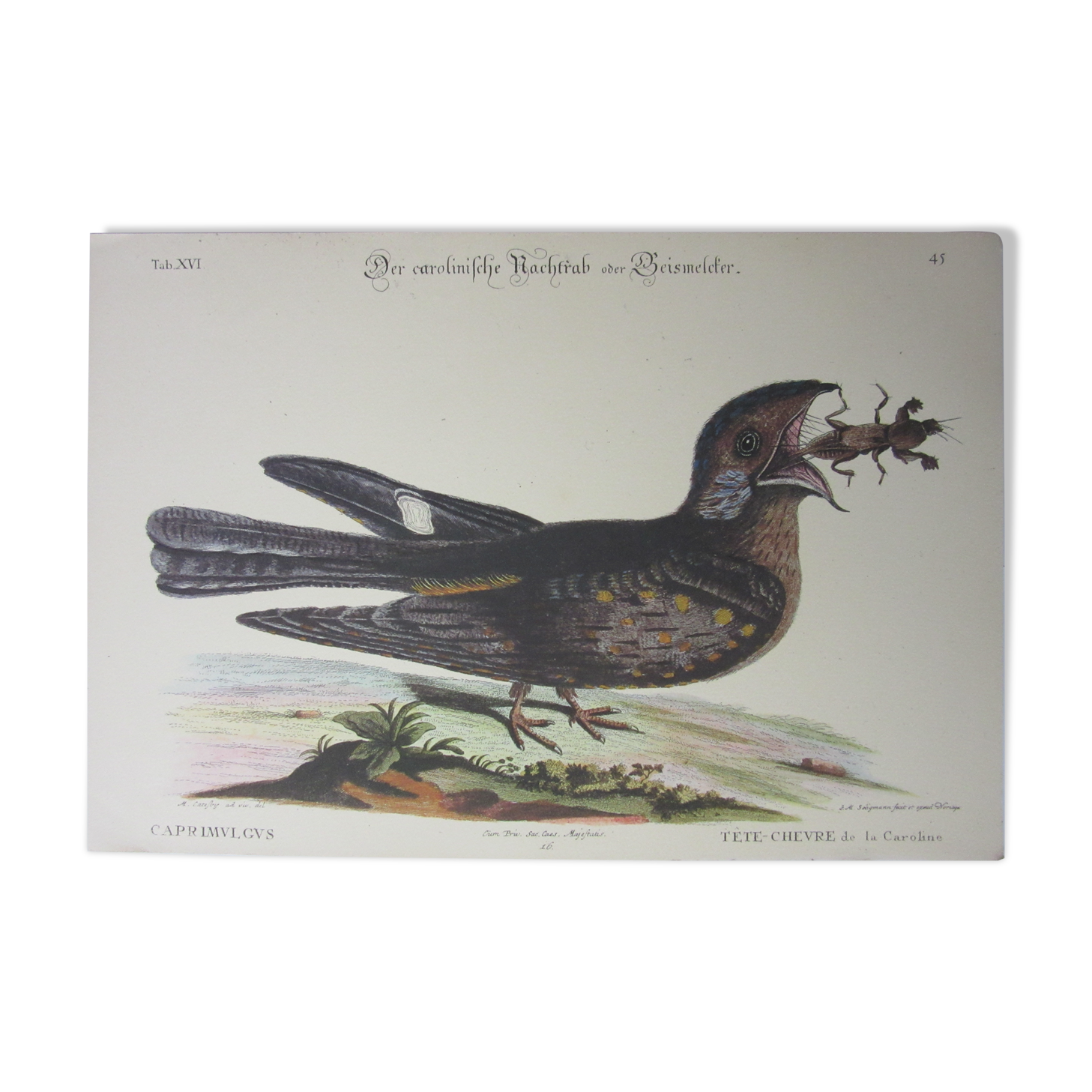 Engraving bird, head-goat of carolina, repro Catesby/Seligmann