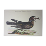 Engraving bird, head-goat of carolina, repro Catesby/Seligmann