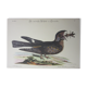 Gravure oiseau, tête-chèvre de la Caroline, repro Catesby/Seligmann