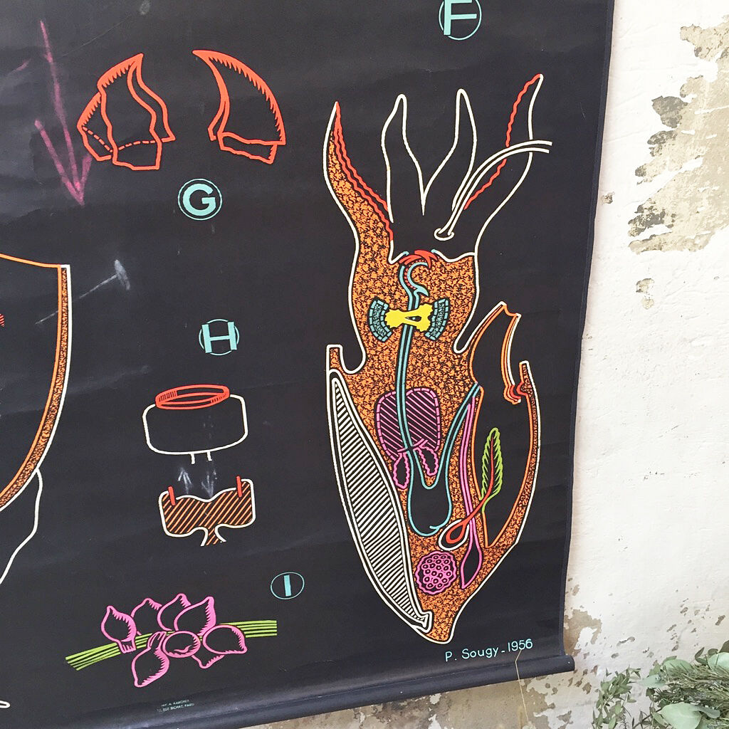 Displays the cuttlefish by Dr Auzoux