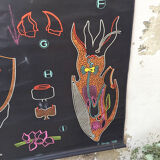 Displays the cuttlefish by Dr Auzoux