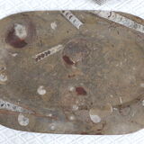 Fossil natural stone top