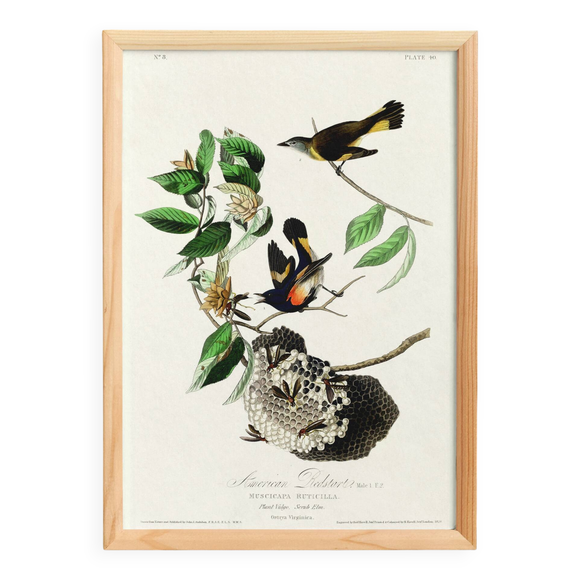 Poster of the Flickering Flycatcher, after an old engraving from 1827