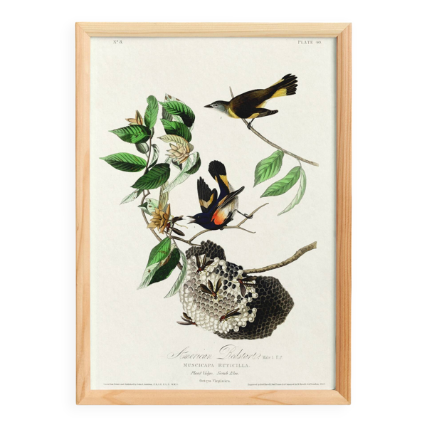 Affiche sur le Moucherolle flamboyant, d’après une gravure ancienne de 1827