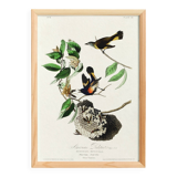 Poster of the Flickering Flycatcher, after an old engraving from 1827