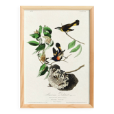 Poster of the Flickering Flycatcher, after an old engraving from 1827