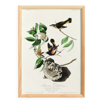 Affiche sur le Moucherolle flamboyant, d’après une gravure ancienne de 1827