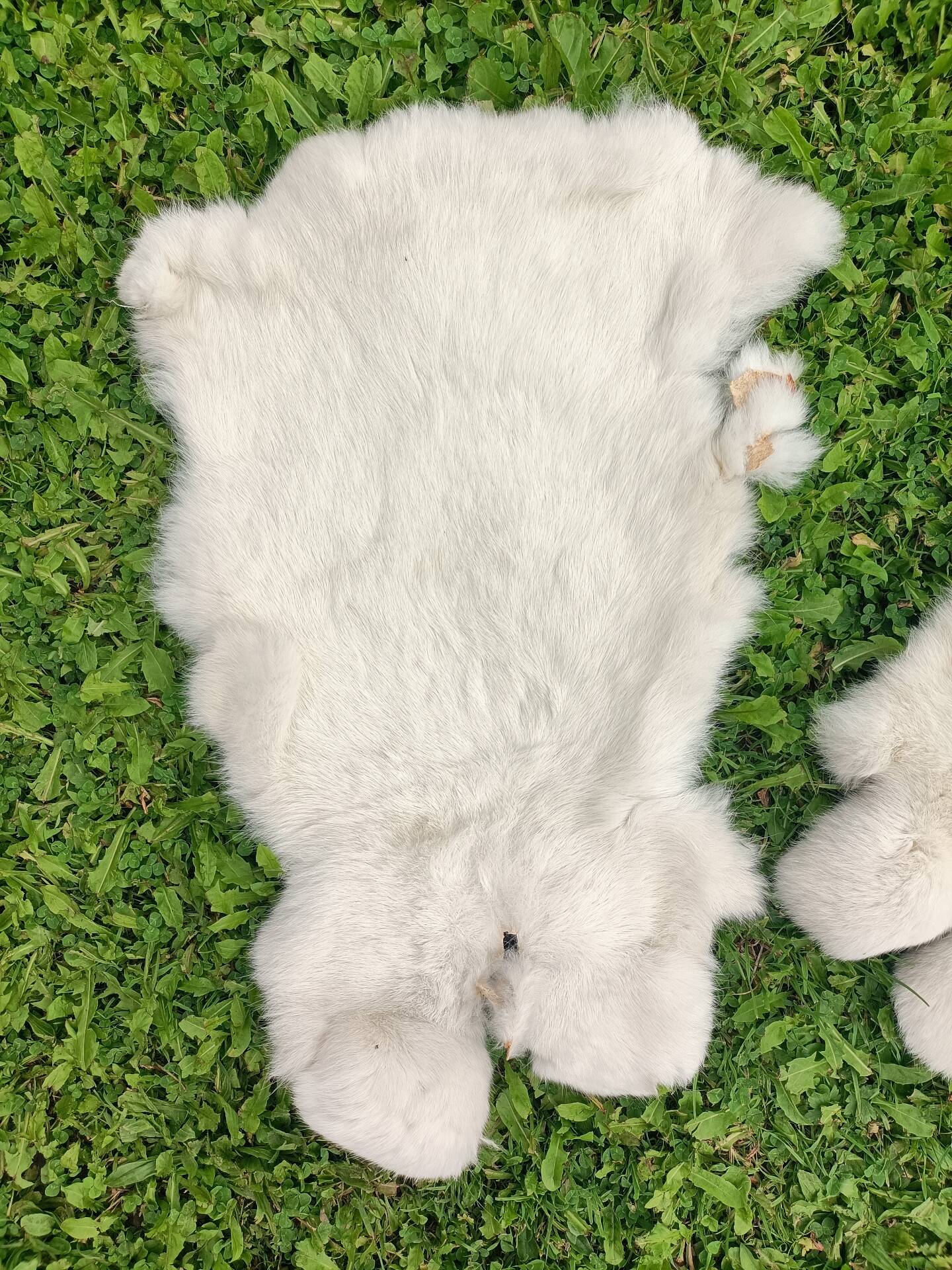 Peau de Lapin véritable