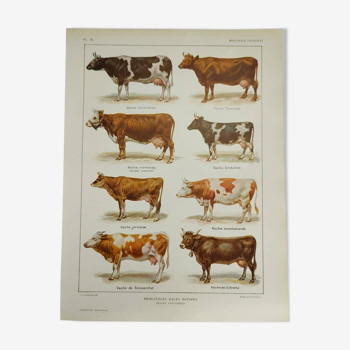 Gravure Originale de 1922 - Vache et Bovin - Planche zoologique ancienne de principales races bovine