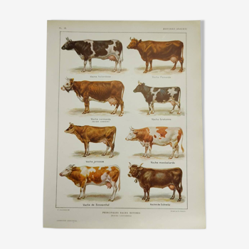 Original engraving from 1922 - Cow and Cattle - Old zoological plate of main bovine breeds