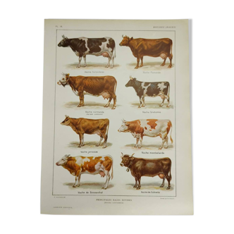 Gravure Originale de 1922 - Vache et Bovin - Planche zoologique ancienne de principales races bovine