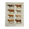 Original engraving from 1922 - Cow and Cattle - Old zoological plate of main bovine breeds