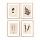 Collection of 4 herbarium paper paintings signed Eawy.