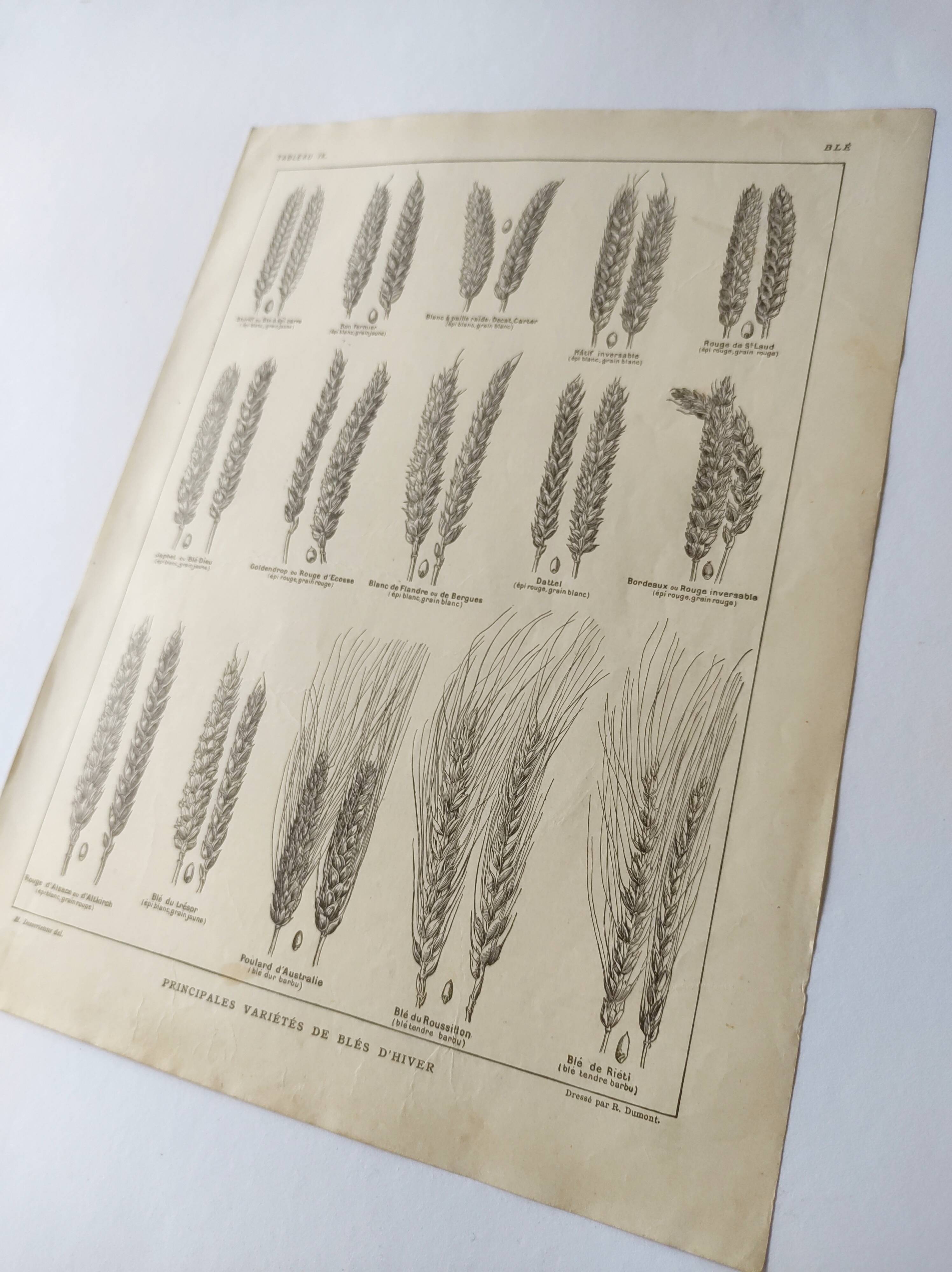 Old engraving 1922, Wheat, barley, cereal • Lithograph, Original plate