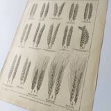 Old engraving 1922, Wheat, barley, cereal • Lithograph, Original plate