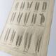 Old engraving 1922, Wheat, barley, cereal • Lithograph, Original plate