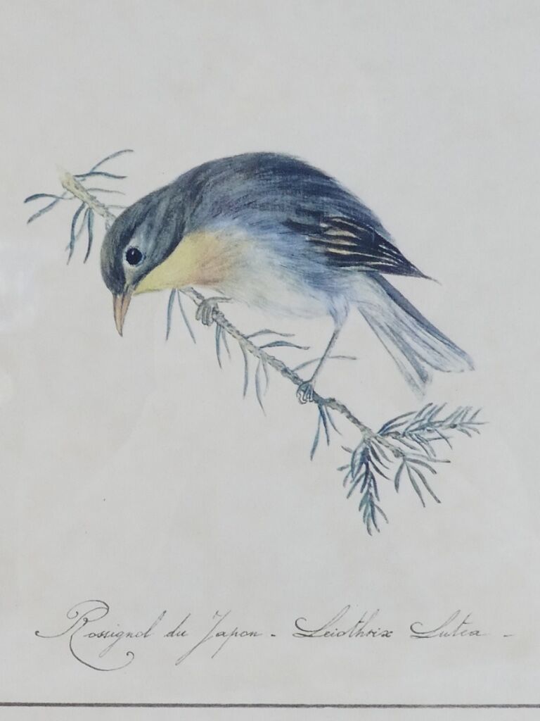 Lithographie Oiseau Rossignol du Japon cadre doré Déco loft