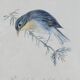 Lithographie Oiseau Rossignol du Japon cadre doré Déco loft