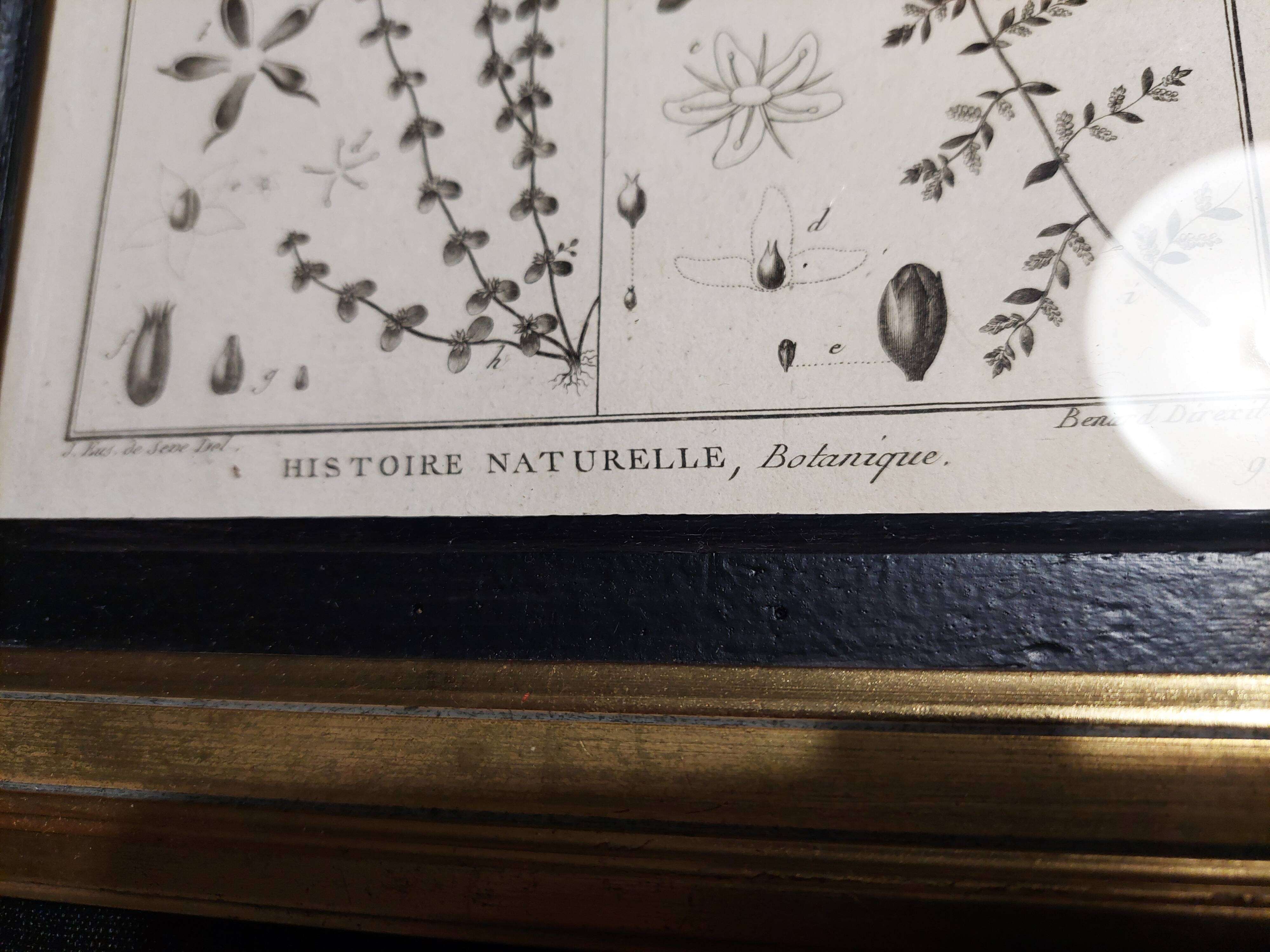 Gravure histoire naturelle XVIIIème encadrée pentandrie Robert Bénard