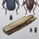 Illustration ancienne "insectes", années 60.