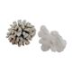 Corail coraux