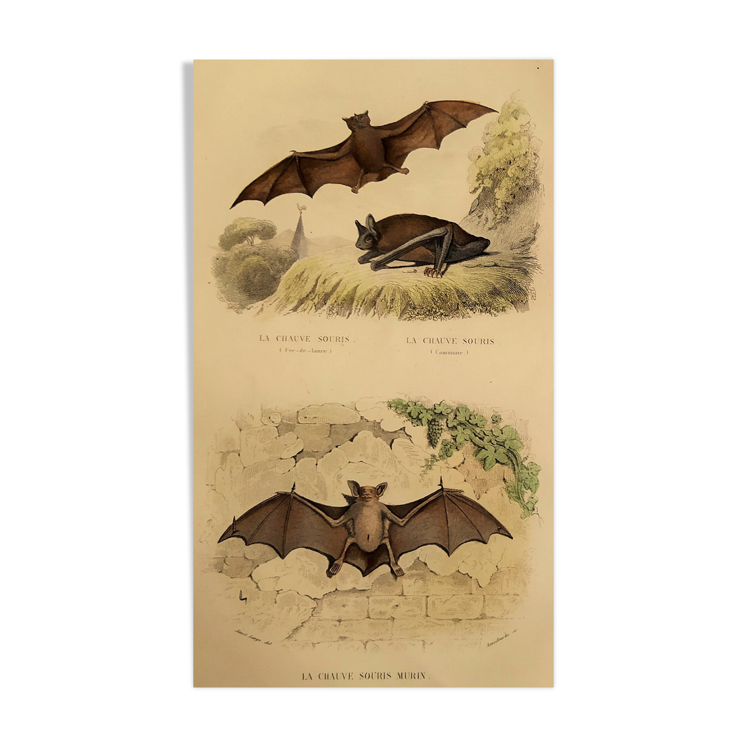 Ornithological board "Mouse" Buffon 1840