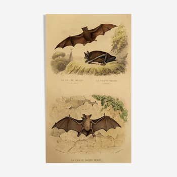 Planche ornithologique "Chauve souris" Buffon 1840