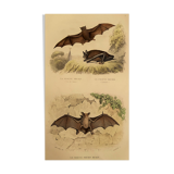 Ornithological board "Mouse" Buffon 1840