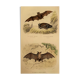 Ornithological board "Mouse" Buffon 1840