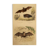 Planche ornithologique "Chauve souris" Buffon 1840