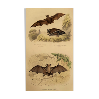 Planche ornithologique "Chauve souris" Buffon 1840