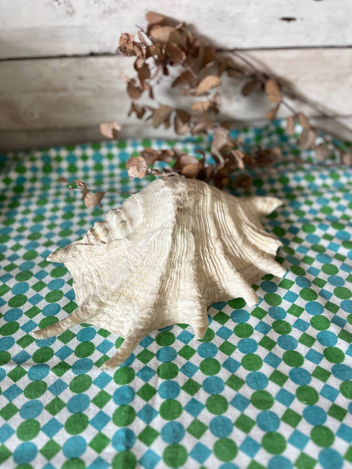 Grand coquillage lambis