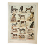 Old engraving 1922, Dogs, main breeds, shepherd, hunting • Lithograph, original illustration