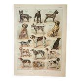 Gravure ancienne 1922, Chiens, principales races, berger, chasse • Lithographie, illustration origin