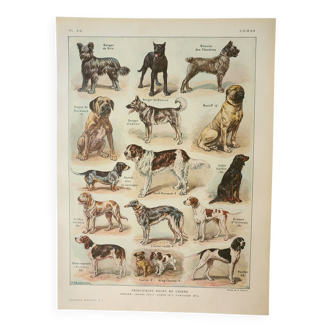 Gravure ancienne 1922, Chiens, principales races, berger, chasse • Lithographie, illustration origin