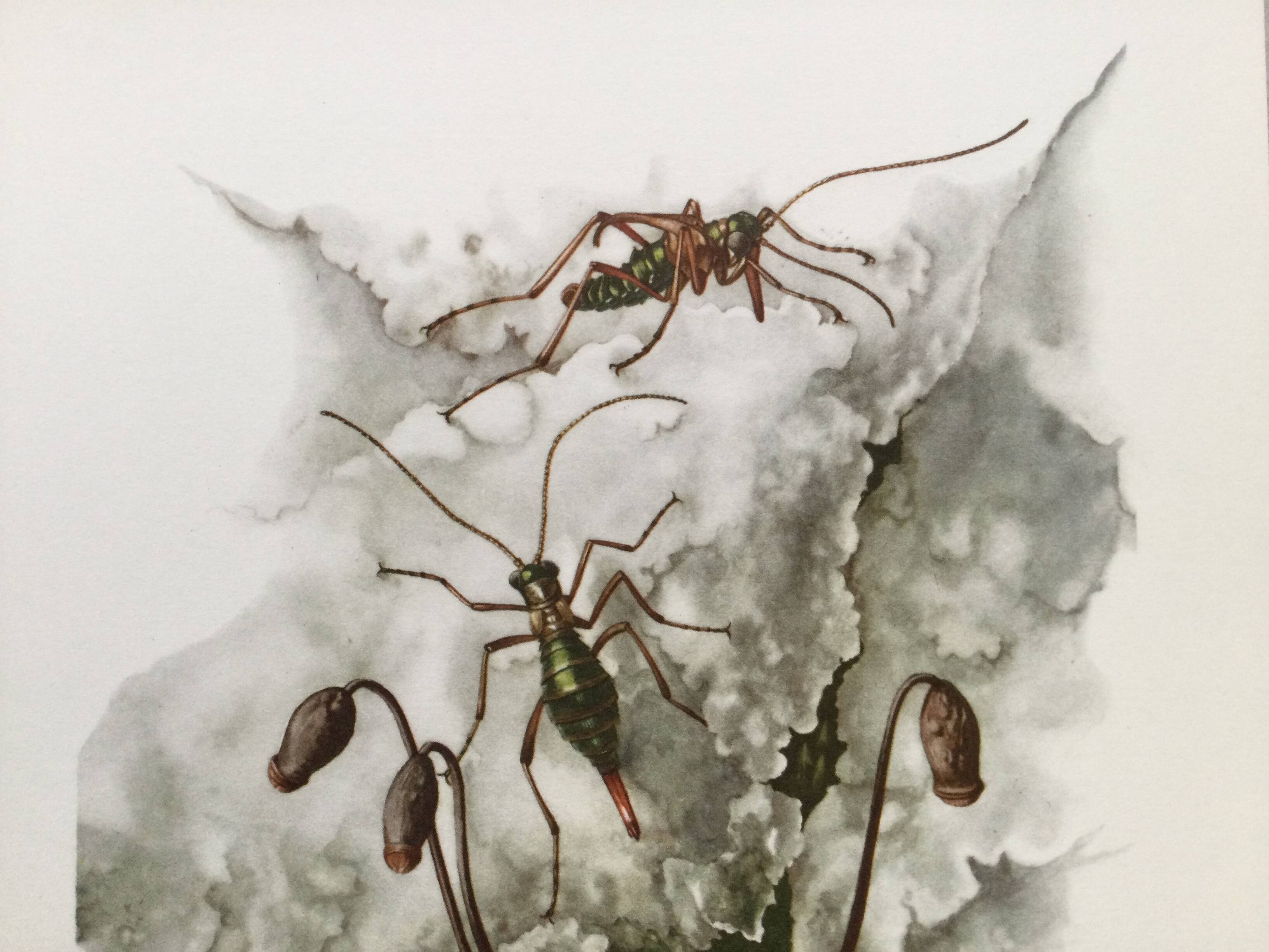 Vintage Insect Print Old Illustration from the 60s