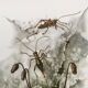 Impression vintage Insectes Illustration ancienne années 60