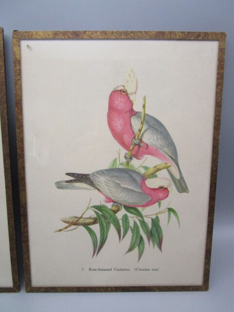 Pair of engravings of ancient birds