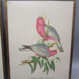 Pair of engravings of ancient birds