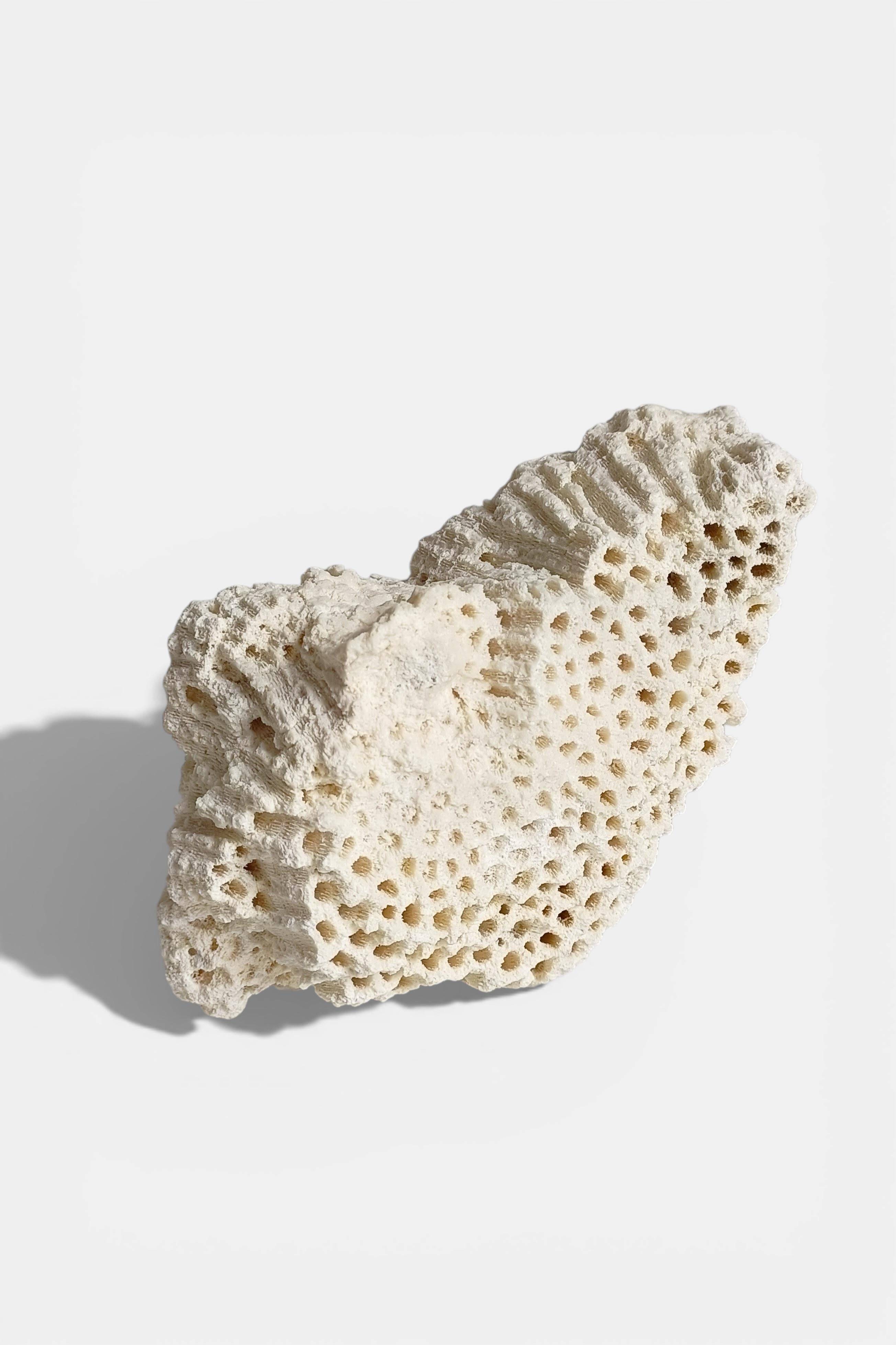 Sculptural White Coral Fossil, Organic Modern Decor from South Asia