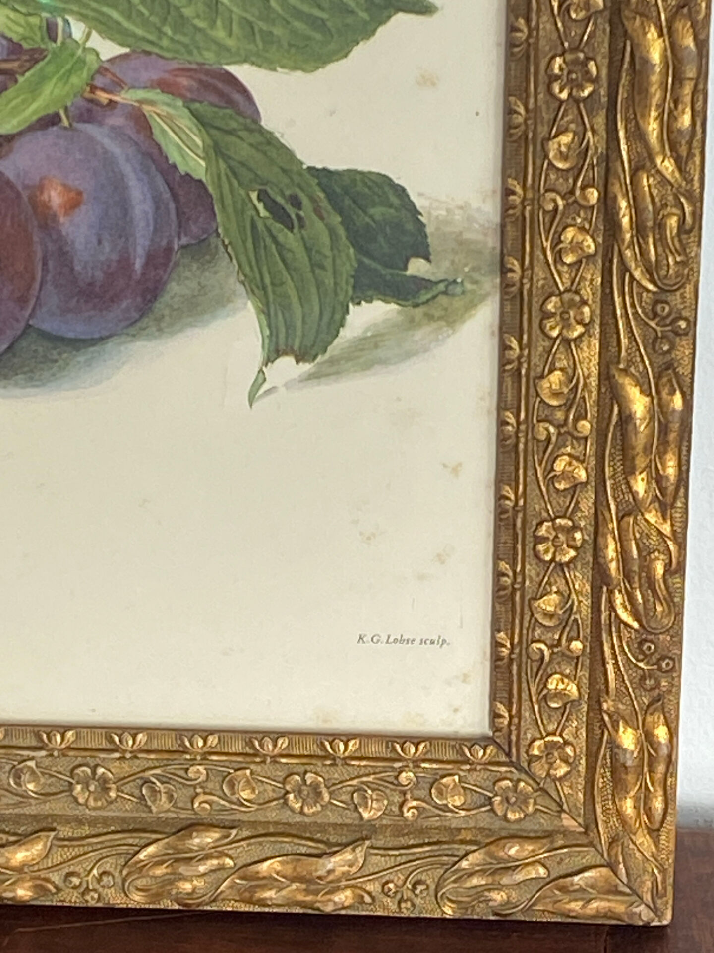 Botanical poster, Prunus Domestica, framed in glass wood.