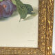 Botanical poster, Prunus Domestica, framed in glass wood.