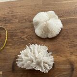 White coral
