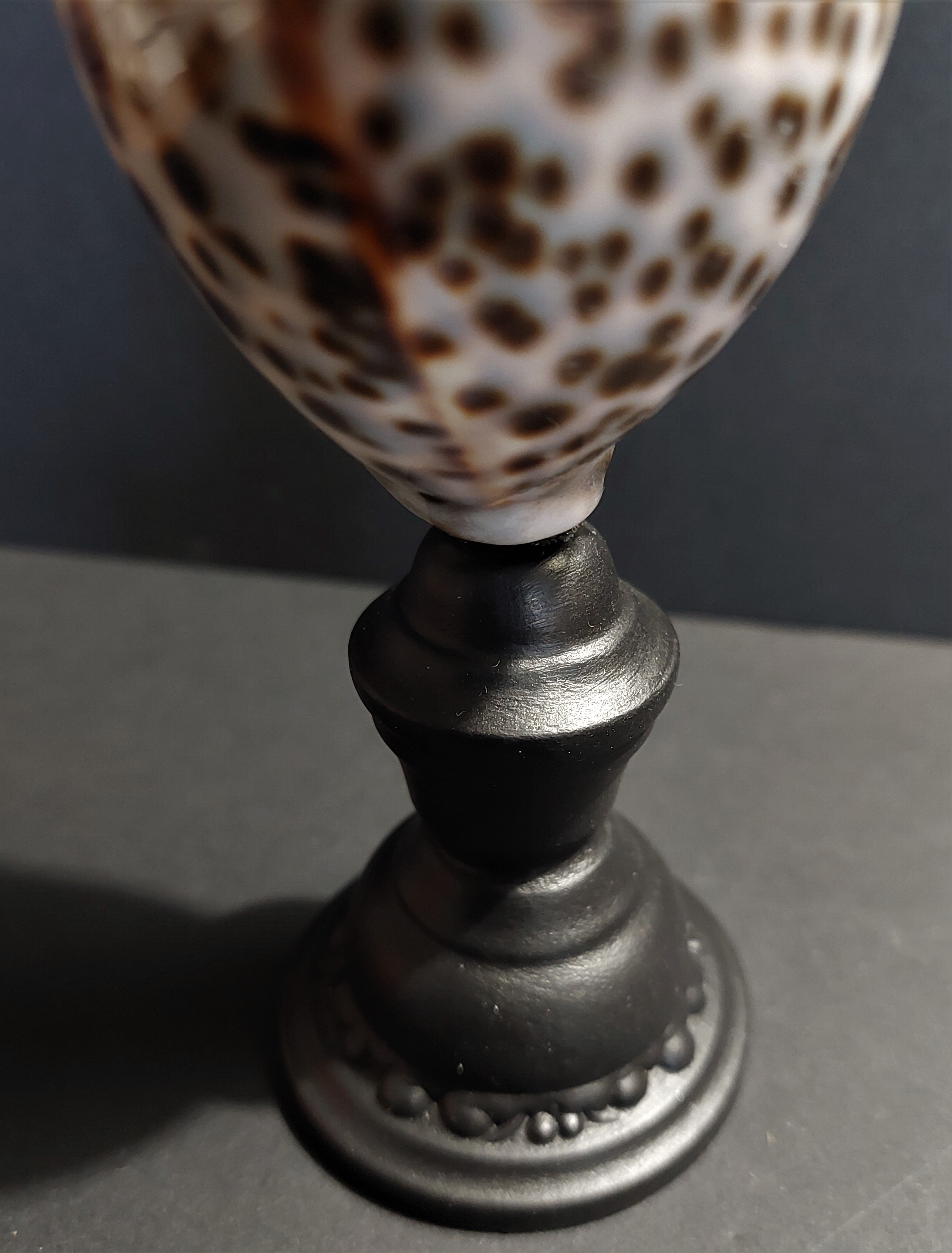 Cabinet of Curiosities shell cypraea tigris on base