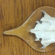 Vintage deer hunting trophy massacre on light varnished wooden shield